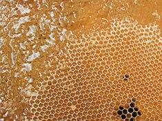 Bienenwachs