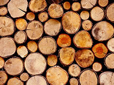 Holz