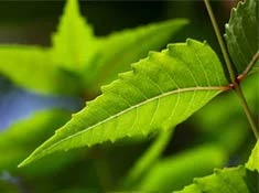 Neem