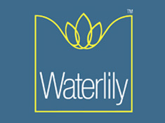 Waterlily