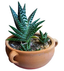 aloe-bitterschopf