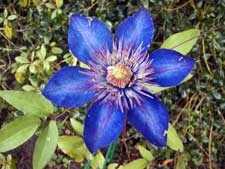 clematis