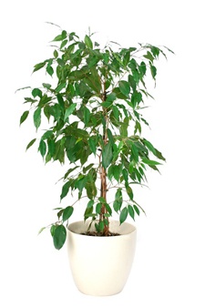 ficus-birkenfeige