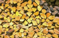 holz