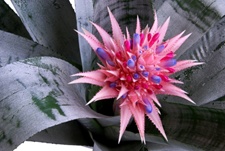 lanzenrosette