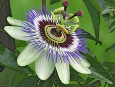 passionsblume