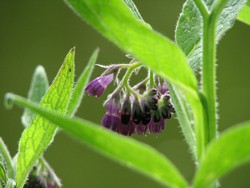 Nahrung für Wildbienen im April u. a. Beinwell