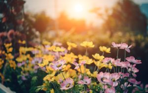 Gartenlage Himmelsrichtungen - Sonnenaufgang im Osten