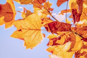 Wann Haus und Garten für den Herbst dekorieren?