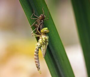der Miniteich - ein Zuhause für Insekten wie Libellen